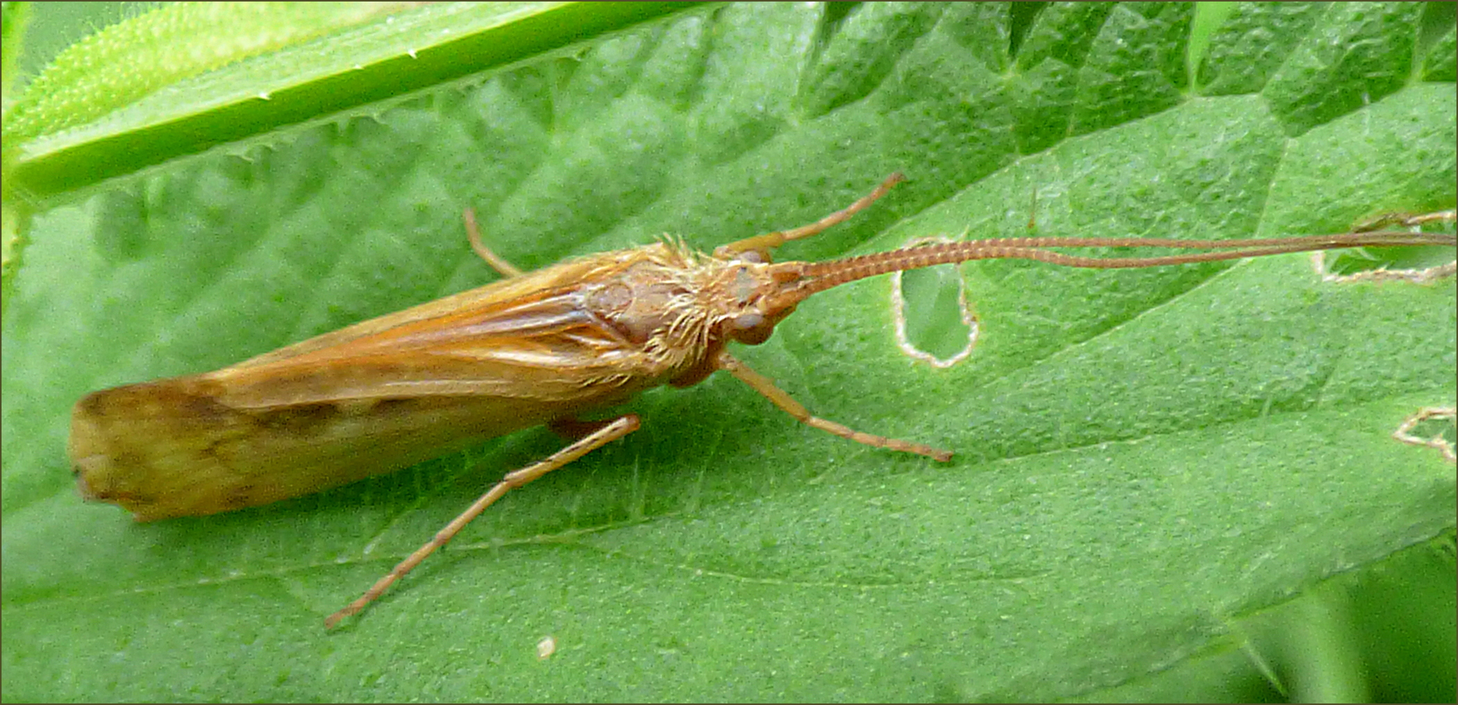 Mooi bruin met heel lange sprieten.